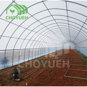 Single Span PE Film Tunnel Greenhouse With Galvanized Steel Frame