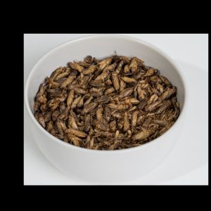 Quality Stocked Dried Crickets with High Protein - 100% Natural Ingredient for sale