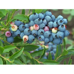 100% natural 25% bilberry extract anthocyanidin ( USD/EP/CP2010 standard )