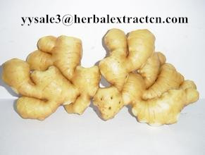 Ginger Extract,Black ginger Extract, Gingerol 5% 6% HPLC, 10:1, CAS No.: 1391-73