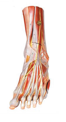 Muscles of Foot Human Anatomy Model with main vessels and Nerves for anatomy structure demonstrate