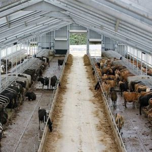 Prefabricated Steel Structure Dairy Cow Shed , Modern Metal Agricultural Sheds