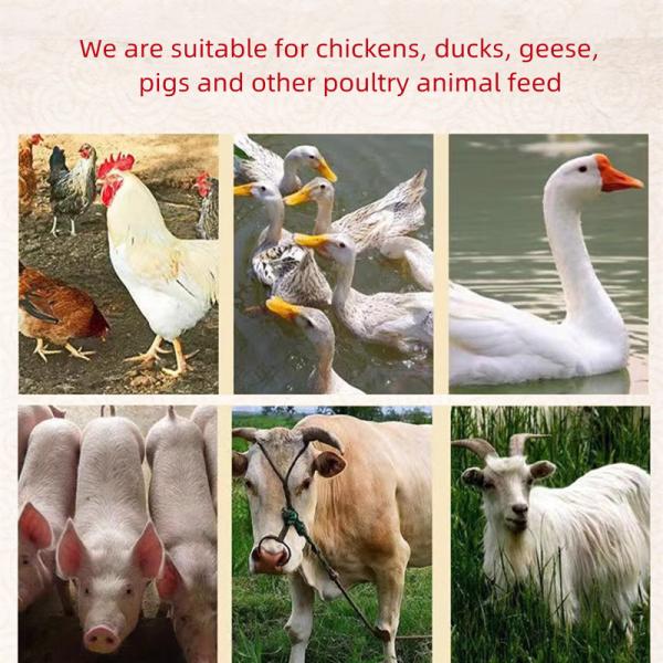 45KW Ring Die Feed Pellet Machine Sheep Cattle Feed Pellet Machine