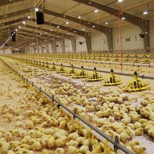 Full Automatic 12 Birds PP Chicken Nipple Drinker System