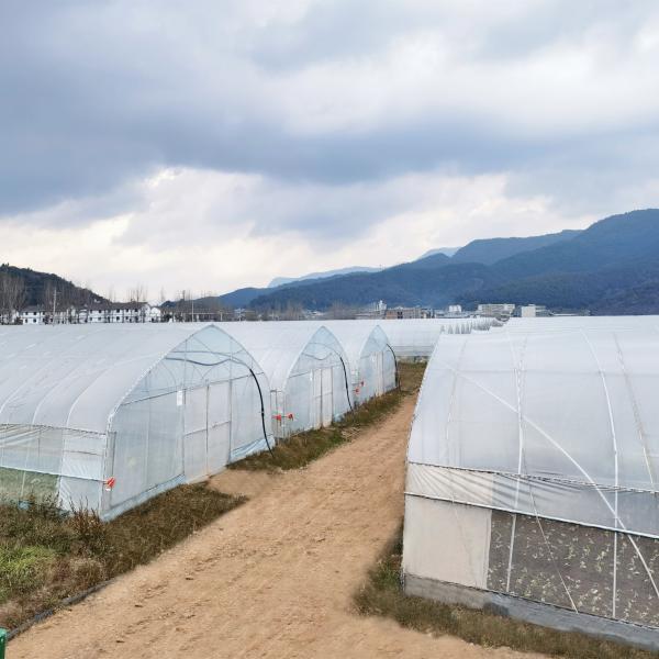 Buy Irrigation System Productive Single-span greenhouses Agriculture Green House For Sale at wholesale prices