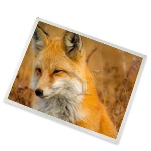 Quality Custom ODM 7.0-Inch WLED TFT LCD Display Module TX18D204VM0BAA 1920*1080 Resolution Various Applications for Display Modules for sale