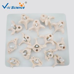 Vertebral Column Disarticulate 20kgs PVC Human Anatomy Model