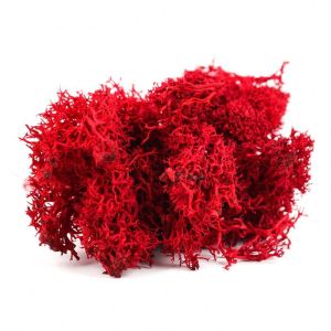 All Colors Preserved Natural Moss Balls With Long Preserving Time