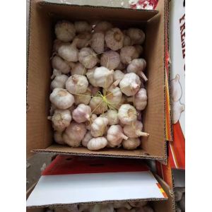 China 6.0-6.5 cm normal white garlic export to Brazil by Pioneer Garlic Group