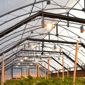 LED Lighting System Light Deprivation Greenhouse for Growing Crops
