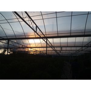 Film Surface Insulated Greenhouse Kits For Flowers And Vegetables Growing