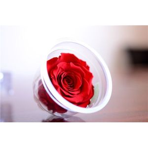 Preserved Roses Flower 12 Roses in Round Gift Box for Wife or Girlfriend rose