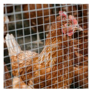 Quality 1mx30m Welded Mesh Cages for Chicken Galvanized and Pvc Coated Budget-friendly Choice for sale