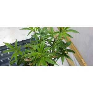 4000k Gavita Pro 1700e High PPFD Grow Light