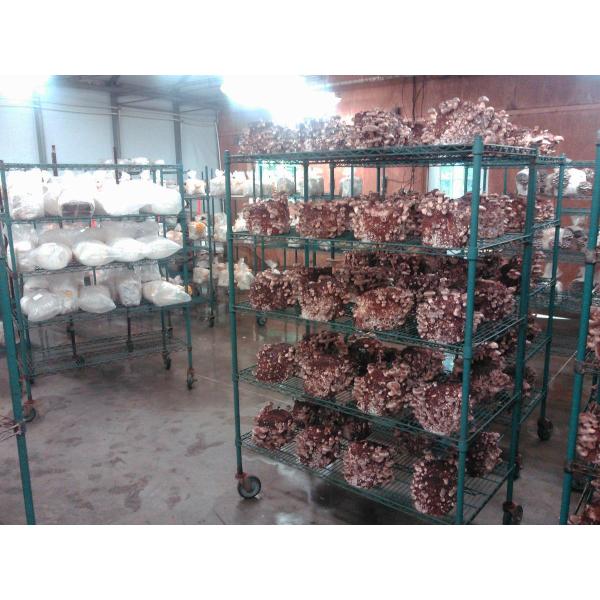 mushroomn wire shelving