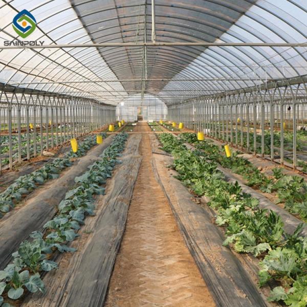 Buy Single Span Plastic Film Agricultural Greenhouses For Madical Plants at wholesale prices
