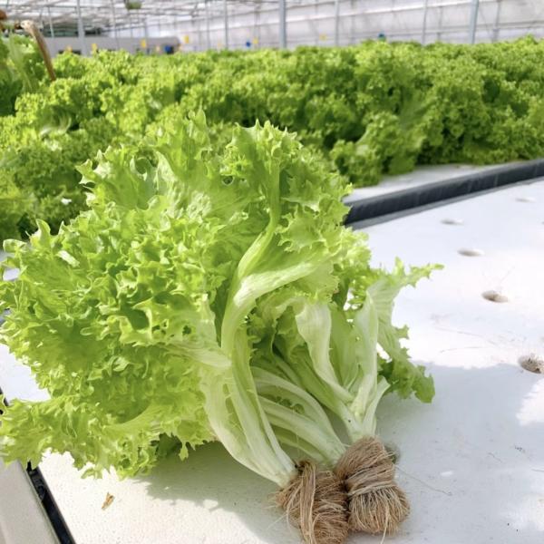 High Light Transmission Glass Greenhouse Hydroponic Setup