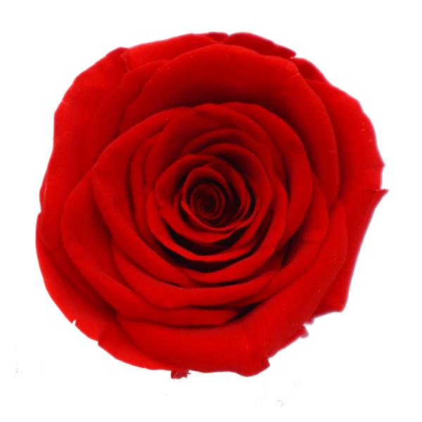 Decorative Fresh Cut Yellow Preserved Roses 2-3 Cm