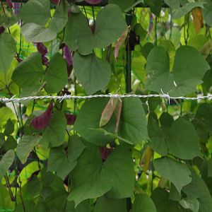 Attractive Price New Type barbed wire double-wire barbed wire safety isolation