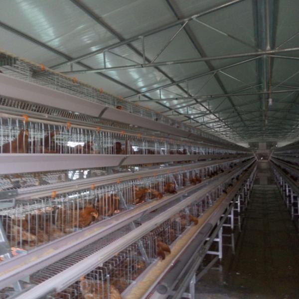 Buy 96 Birds Chicken Farm Poultry Cage With Ventilation Cooling System at wholesale prices