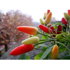 MUI Tianjin Red Chilies Authentic Red Chilli Pods Single Herb