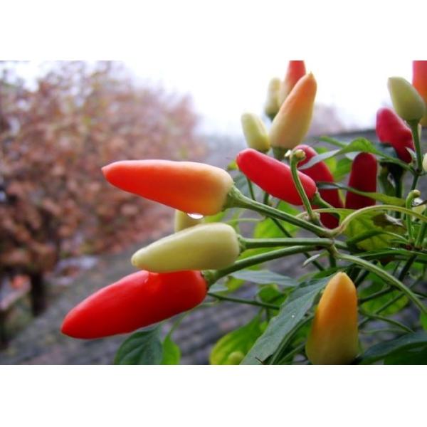 Buy MUI Tianjin Red Chilies Authentic Red Chilli Pods Single Herb at wholesale prices