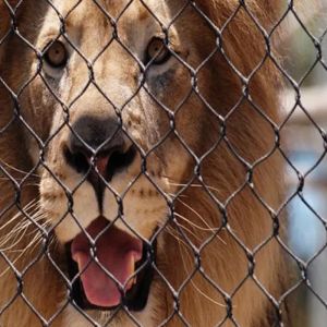 316 Hand Woven Flexible Stainless Steel Zoo Cable Mesh