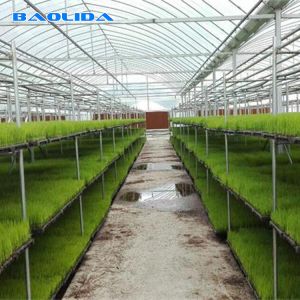 Multispan Plastic Film Greenhouse With Drip Irrigation System Plant Nursery Grow