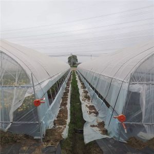 Galvanized Steel Pipe Single Span Side Ventilation Plastic Film Tomato