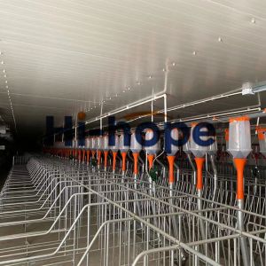 100 Sow 2.4*0.6m pen Piggery Farm Equipment