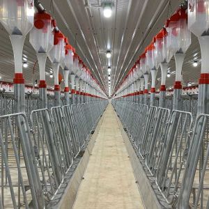 Automatic Raising Housing And Equipment For Swine Production CE SGS