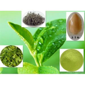 top quality 100% pure natural tea polyphenol-- Gamelliasinensis O. Ktze