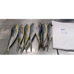 IQF Frozen Mahi Mahi