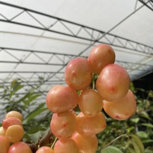 Plastic Sheet Flower Sunlight Greenhouse Drip Irrigation for Consistent