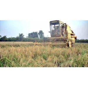 China Glyphosate 480 g/L SL/herbicides/glifosato 48% SL on sale