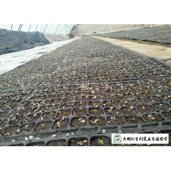 Good Taste Head Napa Cabbage No Yellow Flower Promote Detoxification