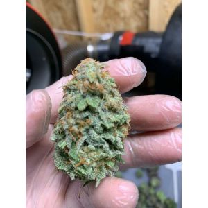 100W 288pcs Chips Quantum Board Grow Light