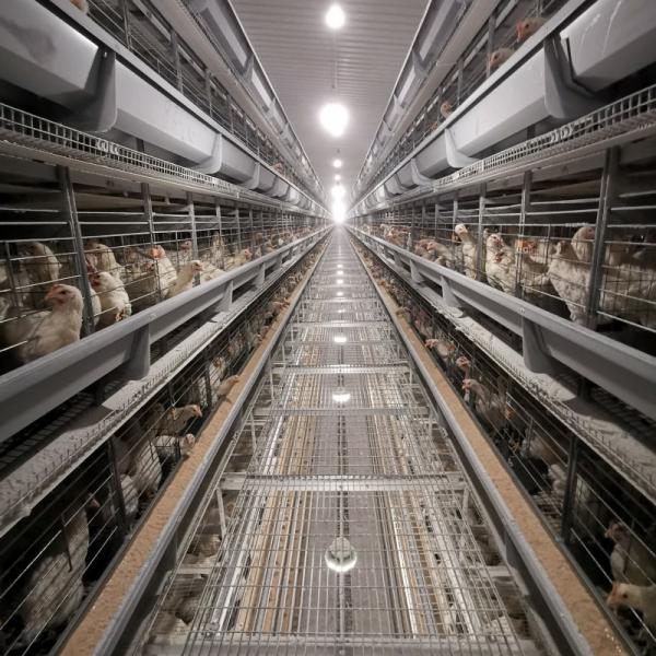 Buy Layer Chicken Farming Poultry Equipment Manufacturers Battery Chicken Cages at wholesale prices
