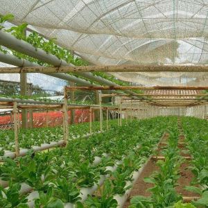 Commercial Film Greenhouse With Hydroponics Cultivation Custom