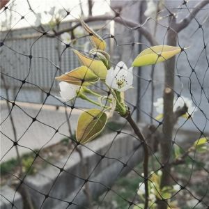 2cm Mesh Anti Pigeon Net for Protecting Berry Trees in Your Rice Field and
