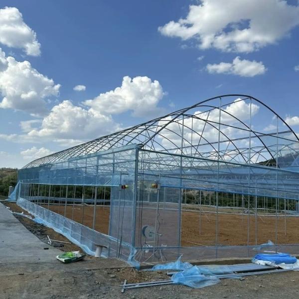 Arch Type Plastic Agriculture Greenhouse for Tomato/Cucumber Strawberry with