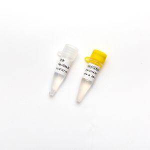 Quality P2801-5 Real Time PCR Mix Concentrated Premix Direct Multiplex Probe QPCR Mix Plus U P2802 5ml for sale
