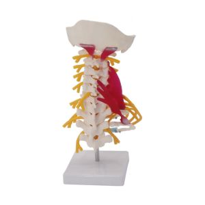Cervical Spine Anatomical Skeleton Model For Study Display Teaching