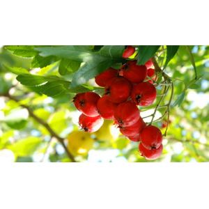 Hawthorn Berry Extract 10:1 TLC / Applied in Food and Health-care areas