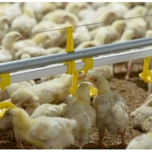 Full Automatic 12 Birds PP Chicken Nipple Drinker System