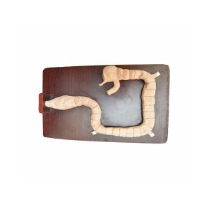 Quality Sigmoscope Examination Clinical Simulation Intestinal Cavity Education Simulator for sale