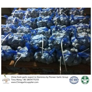 Garlic to Dominica with mesh bag package.