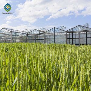Vegetable Plant Commercial Glass Greenhouse Span Width 9.6 / 10.8 / 12m