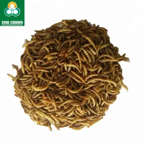 Quality Delicious Dried Mealworms From Dry And Cool Place Storage Made With Mealworms for sale