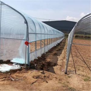 Commercial Plastic Film Galvanized Transparent Tunnel Plastic Greenhouse